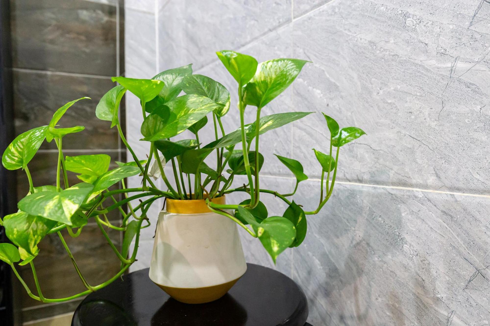 Cola's Homestay Bandar Ho Chi Minh Luaran gambar